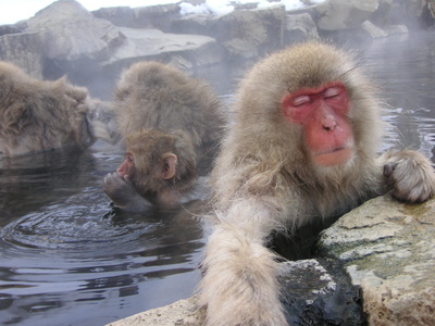 日本猿の冬の日課