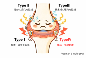 膝が抜ける感じがする原因｜膝が不安定なとき